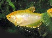 залацісты Рыба Гурамі Плямісты Залатой (Trichogaster trichopterus) фота
