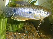taškuotas Žuvis Cosby Gourami (Trichogaster trichopterus cosbi) nuotrauka