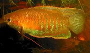 Χρυσός ψάρι Παχιά Χείλη Gourami (Colisa labiosa) φωτογραφία