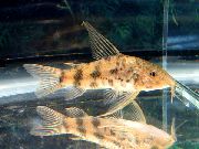 Spotted Fisk Scleromystax Macropterus  foto