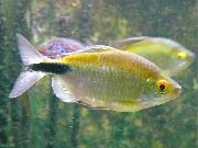 злато Риба Лонгфин Тетра (Brycinus longipinnis) фотографија