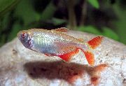 Сріблястий Риба Тетра Красноплавнічковая (Hyphessobrycon anisitsi, Hemigrammus caudovittatus) фото