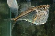 aquarium fish Hatchetfish Carnegiella silver