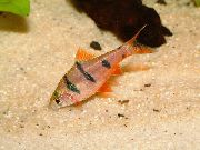 ზოლიანი თევზი Fivebanded Barb (Barbus pentazona, Puntius pentazona) ფოტო
