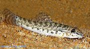 Στίγματα ψάρι Φερμουάρ Λόουτς (Acanthocobitis botia) φωτογραφία
