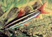 aquarium fish Striped Anostomus Anostomus anostomus striped