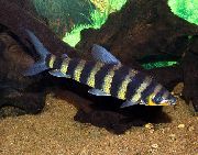aquarium fish Many-banded Headstander Leporinus affinis striped