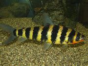 стрипед Риба Црна Бандед Лепоринус (Leporinus fasciatus) фотографија