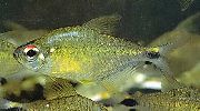 Сребро Риба Астианакс Leopoldi (Astyanax leopoldi) снимка