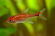 aquarium fish Rubi tetra Axelrodia riesei red