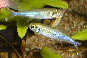 блакітны Рыба Бёлькея (Блакітная Тэтра) (Boehlkea fredcochui (Microbrycon cochui)) фота