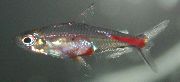сребро Риба Крв-Црвена Тетра (Brittanichthys axelrodi) фотографија