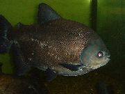 juodas Žuvis Juoda Pacu (Colossoma macropomum) nuotrauka