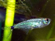 сребро Риба  (Gnathocharax steindachneri) фотографија