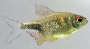 zelts Zivs Granāts Tetra, Diezgan Tetra (Hemigrammus pulcher) foto