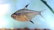 sidabras Žuvis Hemigrammus Unilineatus  nuotrauka