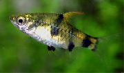 Золотистий Риба Барбус Сонячний (Barbus gelius, puntius gelius) фото