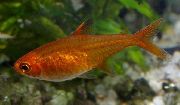 Rot Fisch Funkensalmler (Hyphessobrycon amandae) foto