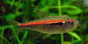 Gestreift Fisch Hyphessobrycon Amapaensis  foto