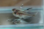 сребро Риба Хипхессобрицон Цопеланди (Hyphessobrycon copelandi) фотографија