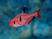 Rojo Pescado Serpae Tetra (Hyphessobrycon eques) foto