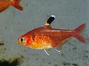 raudonas Žuvis Raudonos Kristalų Tetra, Harald Schultz Tetra (Hyphessobrycon haraldschultzi) nuotrauka