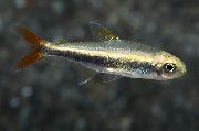 sidabras Žuvis Loreto Tetra (Hyphessobrycon loretoensis) nuotrauka