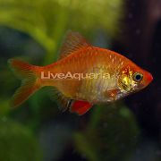 წითელი თევზი Tiger Barb (Barbus tetrazona. Puntius tetrazona) ფოტო