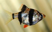 stripete Fisk Tigerbarbe (Barbus tetrazona. Puntius tetrazona) bilde