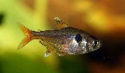 altın Balık Hyphessobrycon Roseus  fotoğraf