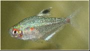 Silver Fisk Mindre Blödning Hjärta Tetra (Hyphessobrycon socolofi) foto