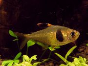 Золотистий Риба Тетра Кавова (Hyphessobrycon takasei) фото