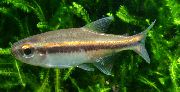 Aur Pește Vilmas Tetra (Hyphessobrycon vilmae) fotografie