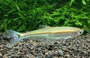 залацісты Рыба Игуанодектес Золотополосый (Iguanodectes spilurus) фота