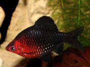Смугастий Риба Барбус Чорний (Barbus nigrofasciatus) фото