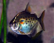 Плямистий Риба Метініс Точковий (Metynnis maculatus) фото