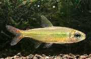 Aur Pește Colletts Tetra (Moenkhausia collettii) fotografie