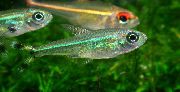 Зеленуватий Риба Моенкаузія Інтермедіа (Moenkhausia intermedia) фото