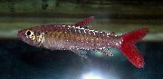 Сріблястий Риба Хальцеус Крупночешуйчатая (Розовохвостий Хальцеус) (Chalceus macrolepidotus) фото
