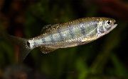 Смугастий Риба Баріліус Догарінгі (Barilius dogarsinghi) фото