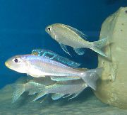 Silver Fisk Bathyphilus Blå Gul Isanga (Xenotilapia Isanga) foto