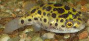 Reperat Pește Leopard Puffer (Tetraodon schoutedeni) fotografie