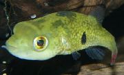 зелена Риба Тетраодон Цутцутиа (Tetraodon cutcutia) фотографија