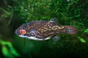 მყივანი  წითელი თვალის Puffer თევზი (Carinotetraodon lorteti) ფოტო