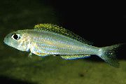 Silver Fisk Gula Sanden Cikliden (Xenotilapia flavipinnis) foto