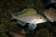 сребро Риба Спилоптерус (Xenotilapia spilopterus) фотографија