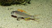 сребро Риба Кенотилапиа Нигролабиата (Xenotilapia nigrolabiata) фотографија