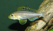 Сріблястий Риба Ксенотіляпія Папил (Xenotilapia papilio) фото