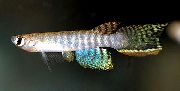 dryžuotas Žuvis Aphyolebias  nuotrauka