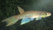 Коричневий Риба Афіолебіас (Aphyolebias) фото